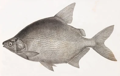 Fisk: Le Serrasalme Citharine