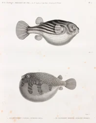Fisk: Tetrodon