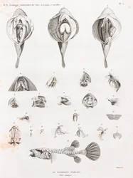 Fisk: Tetrodon, anatomi