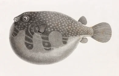 Fisk: Tetrodon, tæt på