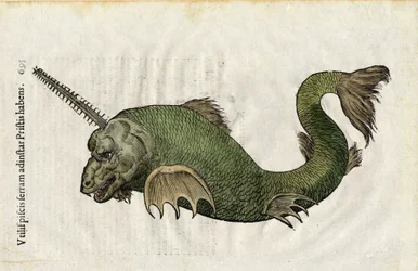 Fiskesav (Pristis) i "Ulyssis Aldrouandi... De piscibus libri V et de cetis lib. vnus/Ioannes Cornelius Vteruerius... collegit; Marc. Antonius Bernia in lucem restituit... ", handler om naturhistorien hos Ulisse Aldrovandi (1522-1605). Bologna