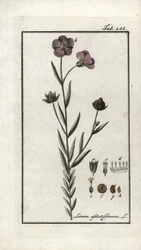 Hørfrø (Linum usitatissimum). Litografi fra "Afbeelding der Artseny-Gewassen" af Johannes Zorn (1739-1799), Holland