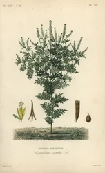 Flixweed, urte-Sophia eller refansennep, Descurainia sophia, Sisymbrium sophia, Sisybre parviflore