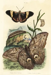Skovkæmpeuglesommerfugl, Caligo eurilochus 1 og Brassolis sophorae sommerfugl, puppe og larve 2