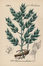Fragon falsk kristtorn eller lille kristtorn - slagterkost, Ruscus aculeatus. Håndkoloreret litografi fra Diederich von Schlechtendals tyske flora (Flora von Deutschland), Jena