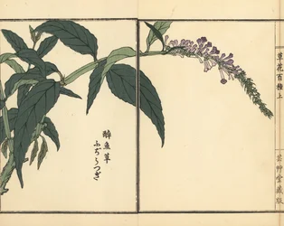 Fujiutsugi eller Buddleia, Buddleja-art. Håndkoloreret træsnit af Kono Bairei fra Kusa Bana Hyakushu (One Hundred Varieties of Flowers), Tokyo, Yamada