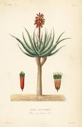 Fynbos aloe, Aloe succotrina, Aloe succotrin