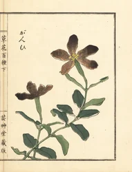 Ganpi eller vårflue, Lychnis-art (silene) Håndkoloreret træsnit af Kono Bairei fra Kusa Bana Hyakushu (Hundrede blomstervarianter).