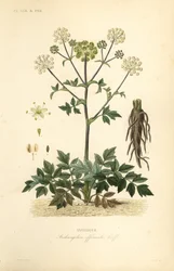 Havekven eller vildselleri, Angelica archangelica, Archangelica officinalis, Angelique