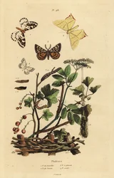 Geometer møl