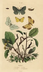 Geometer møl