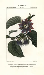 Kæmpe granadilla