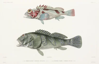 Kæmpe høgefisk og skorpionfisk