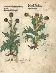 Artiskok, Cynara cardunculus var. scolymus, og vild tidsel, Carduus sylvestris. Håndkoloreret træsnit af en botanisk illustration fra Adam Lonicers Krauterbuch, or Herbal, Frankfurt