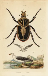 Goliatbille, Goliathus goliatus 1 og almindelig måge, Larus canus 2