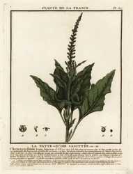 God-konge-Henry, Chenopodium bonus-henricus.