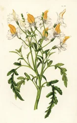 Grahams schizanthus, Schizanthus grahamii. Håndkoloreret litografi fra Louis van Houtte og Charles Lemaires Flowers of the Gardens and Hothouses of Europe, Flore des Serres et des Jardins de l