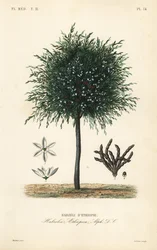 Korn af Selim, Xylopia aethiopica, Habzelia aethiopica, Habzeli fra Etiopien