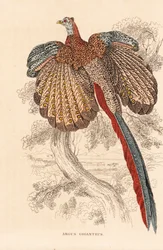 Stor argusfasan, Argusianus argus (Argus giganteus). Håndkoloreret litografi fra Georg Friedrich Treitschkes naturhistoriske galleri, Naturhistorischer Bildersaal des Thierreiches, Liepzig.