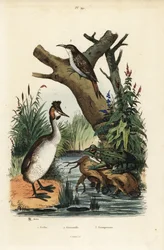 Storspovedykker, Podiceps cristatus 1, grøn frø, Pelophylax esculentus 2 og eurasisk trækrybning, Certhia familiaris 3