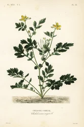 Småsvale, Chelidonium majus, Chelidoine