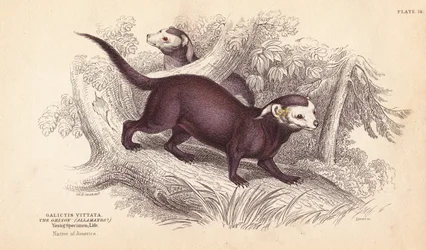 Stor grison, Gallictis vittata. Håndkoloreret stålstik af Lizars efter en illustration af Charles Hamilton Smith fra William Jardine