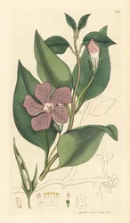 Stor perikon, Vinca major (grande periwinkle) Håndkoloreret kobberstik efter en tegning af James Sowerby til James Smith