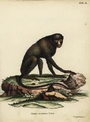 Stor pletnæseabe eller putty-nosed abe. Cercopithecus nictitans. Simia Nictitans Linn. Håndkoloreret kobberstik af Johann Nussbiegel fra Johann Christian Daniel Schrebers Animal Illustrations after Nature, eller Schrebers Fantastic Anima.