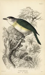 Grønrygget tornskade, Pachyramphus viridis (Cuvier