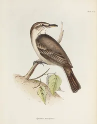 Gråbuget tobbetyrann, c 1832-1836
