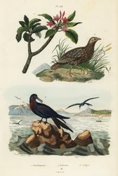 Gråvinget francolin, Scleroptila afra 2, stor fregatfugl, Fregata minor 3 og rød frangipani, Plumeria rubra 1