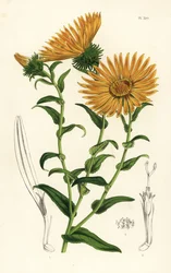 Grindelia grandiflora. Håndkoloreret litografi fra Louis van Houtte og Charles Lemaires Flowers of the Gardens and Hothouses of Europe, Flore des Serres et des Jardins de l