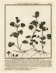 Jordvedbend, Glechoma hederacea.