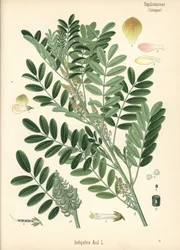 Guatemalansk indigo eller småbladet indigo, Indigofera suffruticosa (Indigofera anil). Kromolitografi efter en botanisk illustration fra Hermann Adolph Koehler