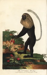 Angolansk guereza eller angolansk sort-hvid colobus - angolansk colobus, Colobus angolensis. Helparykabe, opkaldt efter sin lighed med en helparyk. Håndkoloreret kobberstik af J. Pass efter en illustration af Johann Jakob Ihle fra Eb