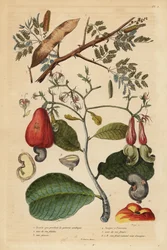 Gummi arabisk træ, Senegalia senegal (Acacia verek) 1,2,3, og cashewnøddetræ, Anacardium occidentale 4,5,6