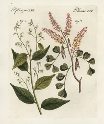 Gum benjamin træ, Styrax benzoin 1, og logwood, Haematoxylon campechianum 2. Håndkoloreret kobberstik fra Bertuchs "Bilderbuch fur Kinder" (Billedbog for børn), Weimar.