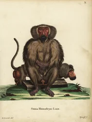 Hamadryas-bavian, Papio hamadryas. Simia hamadryas Linn. Håndkoloreret kobberstik af Tyroff efter en illustration af George Edwards fra Johann Christian Daniel Schreber
