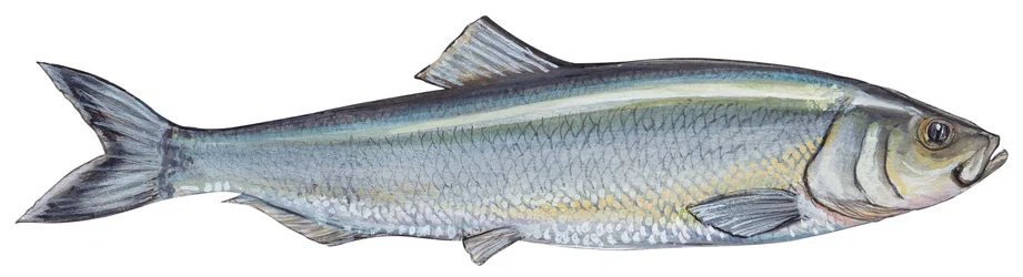 Hareng - Atlantisk sild (Clupea harengus)