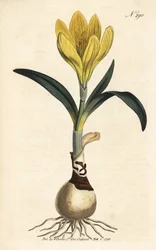 Høstmaskine - Efterårspåskelilje, Sternbergia lutea (Gul amaryllis, Amaryllis lutea) - Håndkoloreret kobberstik fra William Curtis