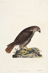 Høg