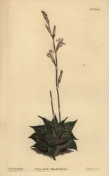 Haworthia mirabilis (rubladede pude aloe, Aloe mirabilis)