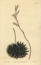 Haworthia pumila eller Tulista pumila (mørkbladet edderkoppealoe, Aloe arachnoides pumila)
