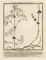 Hækbedstrå, Galium mollugo.