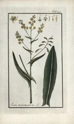 Philips urt (Isatis tinctoria sativa). Litografi fra "Afbeelding der Artseny-Gewassen" af Johannes Zorn (1739-1799), Holland