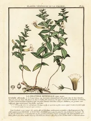 Nådens urt, Gratiola officinalis.