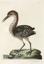 Hejre