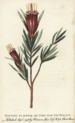 Honningblomst fra New South Wales, Australien. Håndkoloreret kobberstik fra "The Naturalist