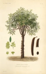 Tretorn eller tornet tretorn, Gleditsia triacanthos, Gleditschia triacanthos, tretornet febertræ