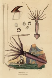 Humboldt blæksprutte, Dosidicus gigas 1, og europæisk flyvende blæksprutte, Todarodes sagittatus 2. Ommastrephe geant, Ommastrephe des pecheurs